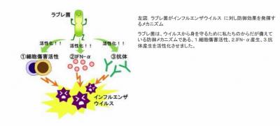 ラブレ菌