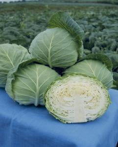 タキイ種苗