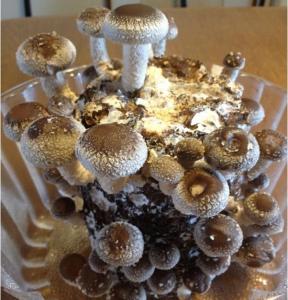 発酵食