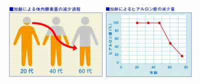 大人の生酵素