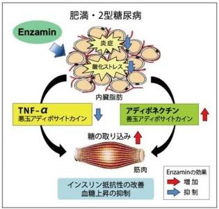 エンザミン