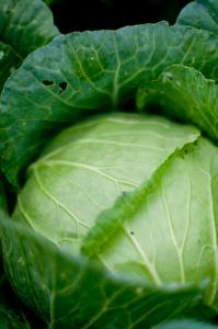 野菜